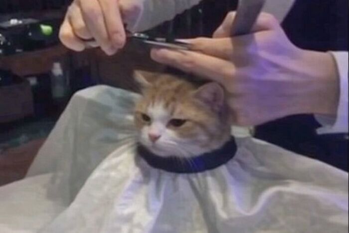 Let's Dive into 80 Hilarious Cat Pics That Perfectly Show Their Weird Side