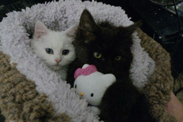 Let's Dive into 80 Hilarious Cat Pics That Perfectly Show Their Weird Side