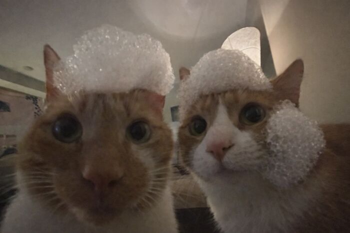 Let's Dive into 80 Hilarious Cat Pics That Perfectly Show Their Weird Side