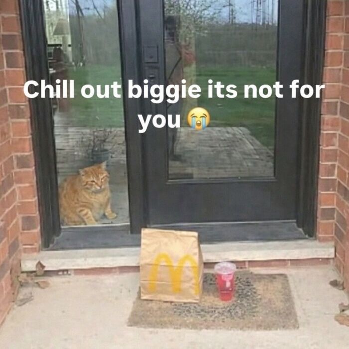 Let's Dive into 80 Hilarious Cat Pics That Perfectly Show Their Weird Side