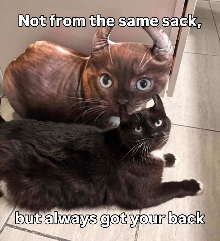 Let's Dive into 80 Hilarious Cat Pics That Perfectly Show Their Weird Side