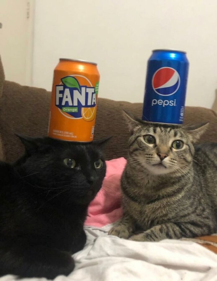 Let's Dive into 80 Hilarious Cat Pics That Perfectly Show Their Weird Side