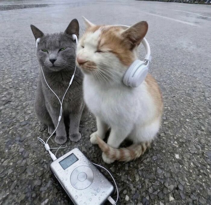 Let's Dive into 80 Hilarious Cat Pics That Perfectly Show Their Weird Side