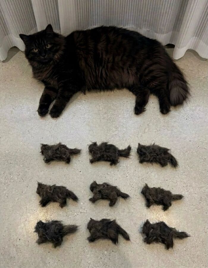 Let's Dive into 80 Hilarious Cat Pics That Perfectly Show Their Weird Side