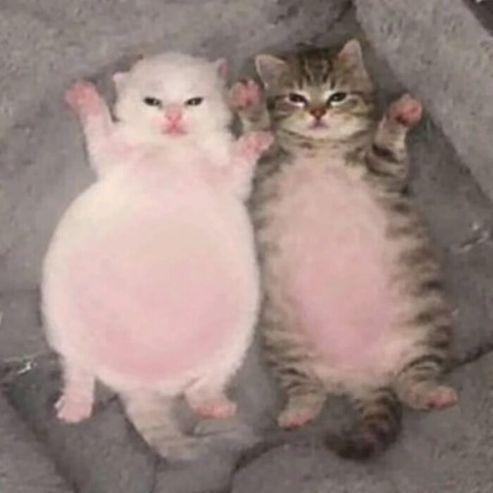 Let's Dive into 80 Hilarious Cat Pics That Perfectly Show Their Weird Side