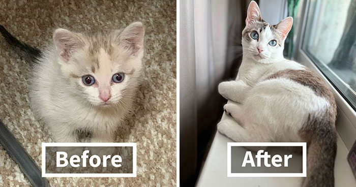 Wait Till You See These Cats Then vs. Now Photos!
