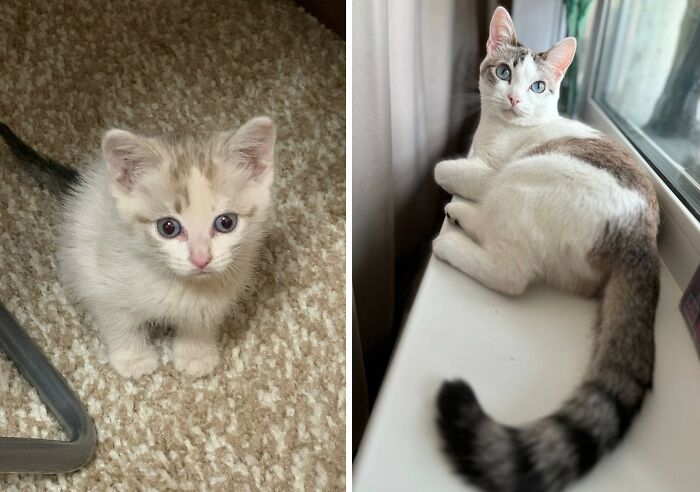 Wait Till You See These Cats Then vs. Now Photos!