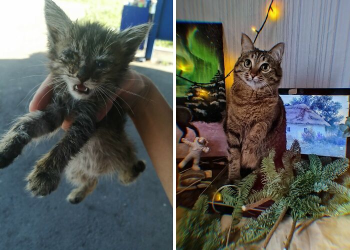 Wait Till You See These Cats Then vs. Now Photos!