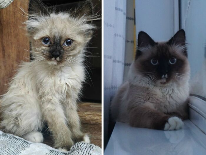 Wait Till You See These Cats Then vs. Now Photos!