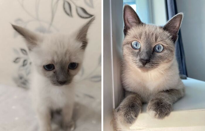 Wait Till You See These Cats Then vs. Now Photos!