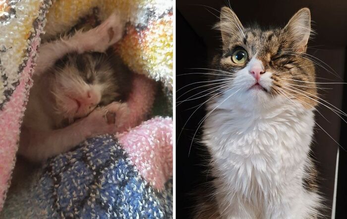 Wait Till You See These Cats Then vs. Now Photos!