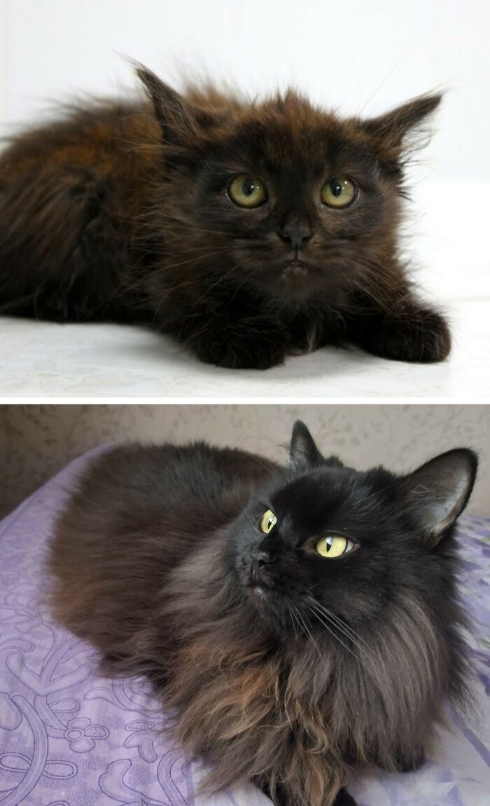 Wait Till You See These Cats Then vs. Now Photos!