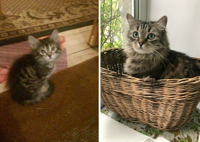 Wait Till You See These Cats Then vs. Now Photos!