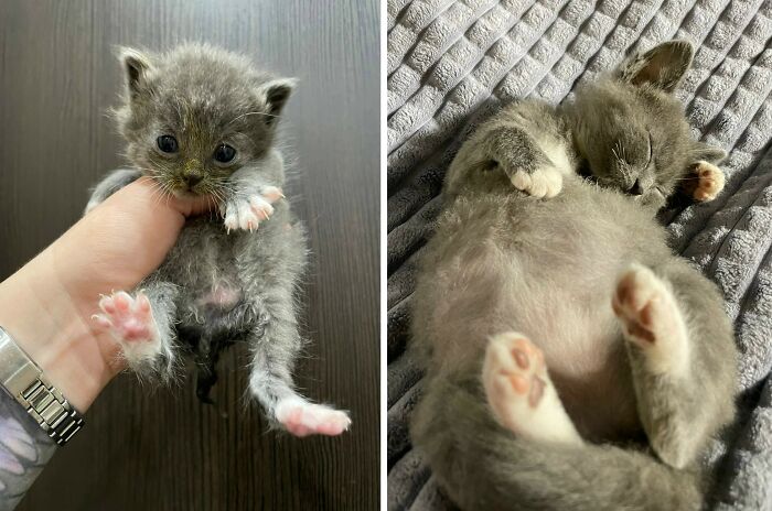 Wait Till You See These Cats Then vs. Now Photos!