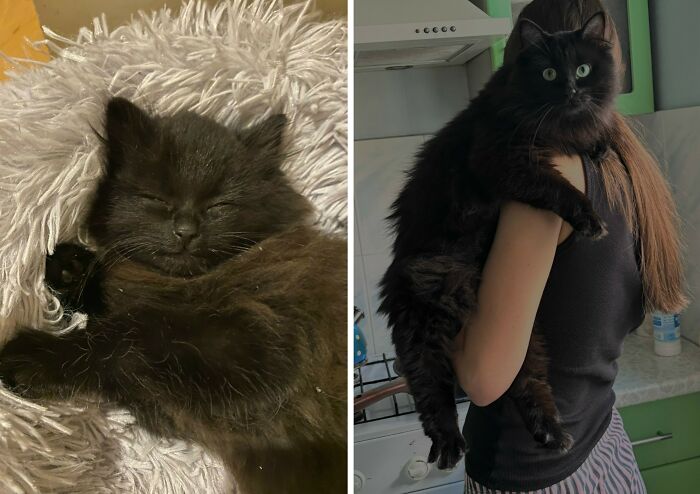 Wait Till You See These Cats Then vs. Now Photos!
