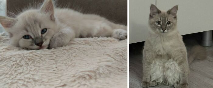 Wait Till You See These Cats Then vs. Now Photos!