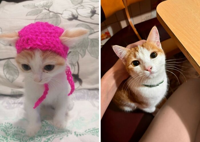 Wait Till You See These Cats Then vs. Now Photos!