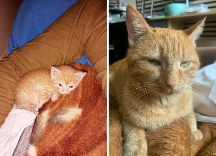 Wait Till You See These Cats Then vs. Now Photos!
