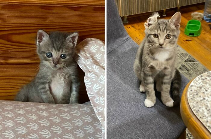 Wait Till You See These Cats Then vs. Now Photos!