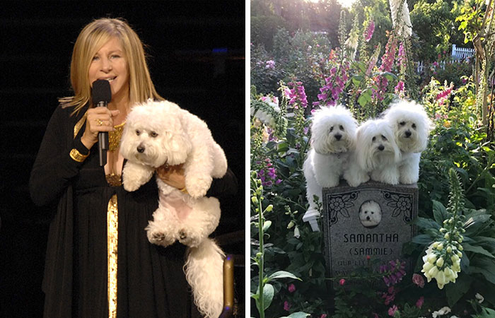 Barbra Streisand Cloned Her Late Dog—Twice!