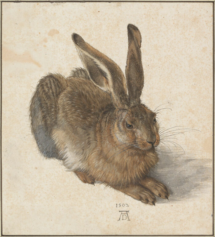 "Young Hare (Feldhase)" By Albrecht Dürer, 1502