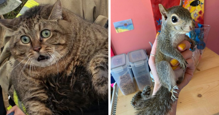 67 Epic Animal Rescues That Will Totally Warm Your Heart