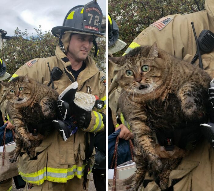 Fire Rescue Cat – Survivor Mode Activated