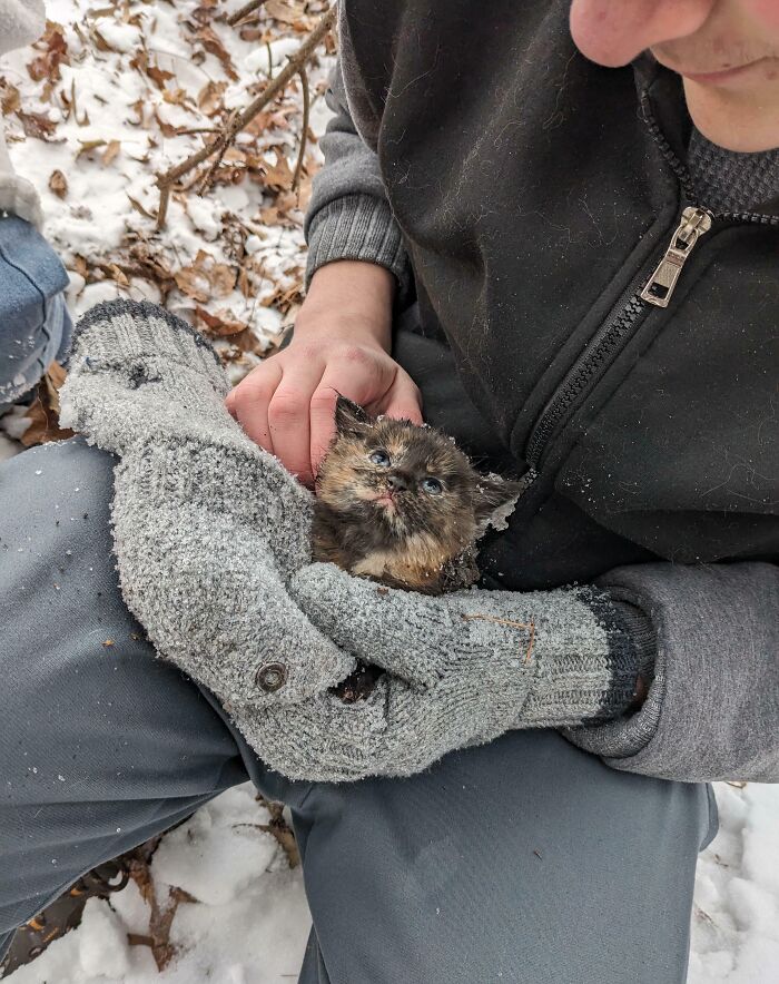 Frozen Kitten Found Hiding in the Woods (We Saved Her!)