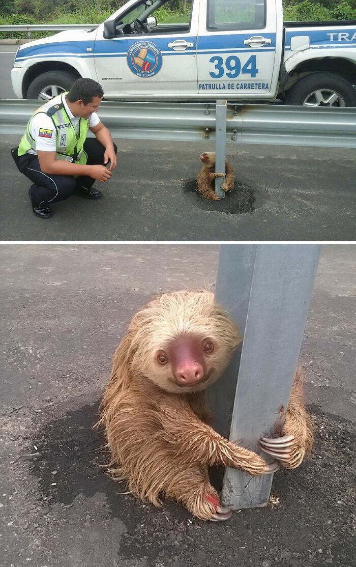 Sloth Crossing! Teamwork Makes the Dream Work