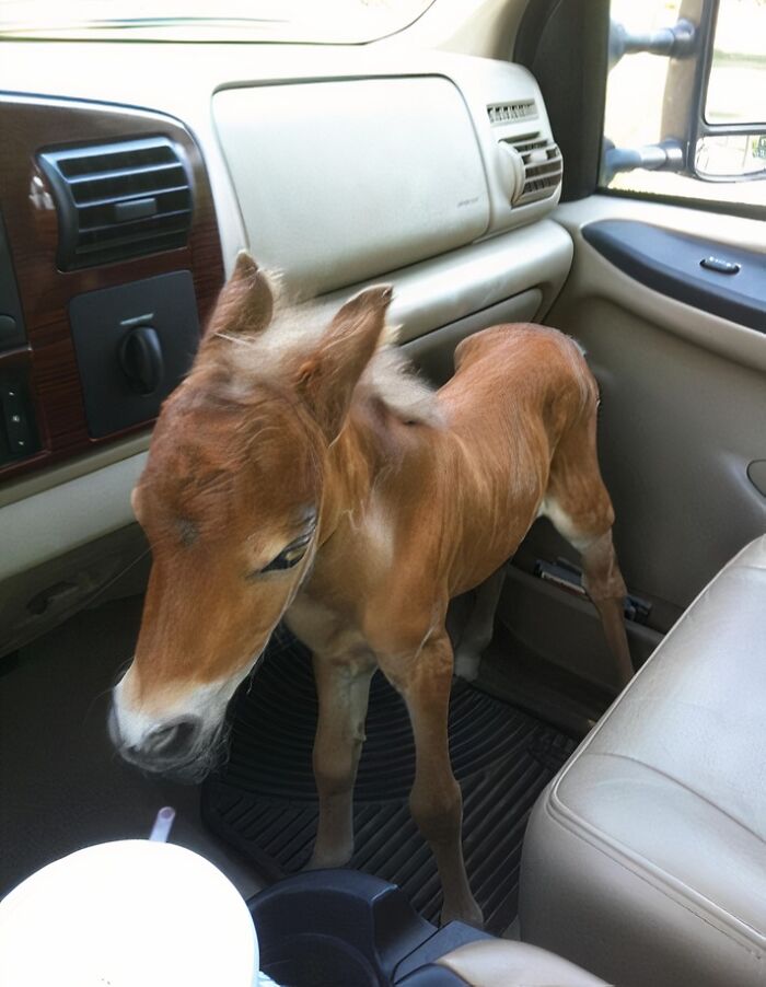 Baby Mini Horse Gets a Second Chance Thanks to a Vet Friend