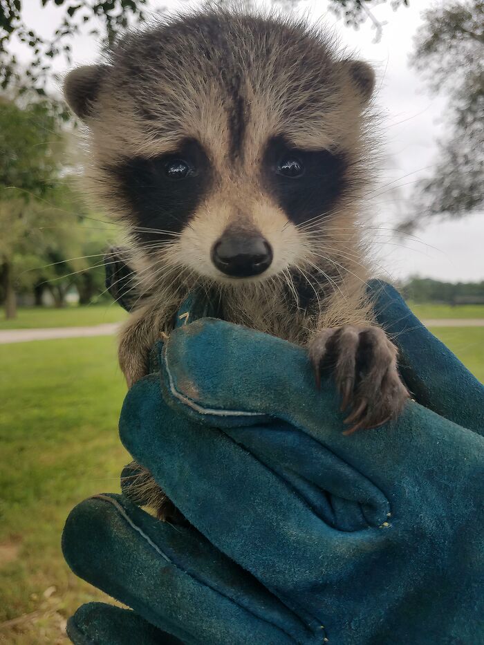 Trash Panda Rescue at Work