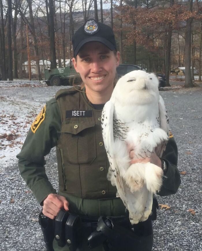 Holiday Wildlife Rescue: Owl Edition