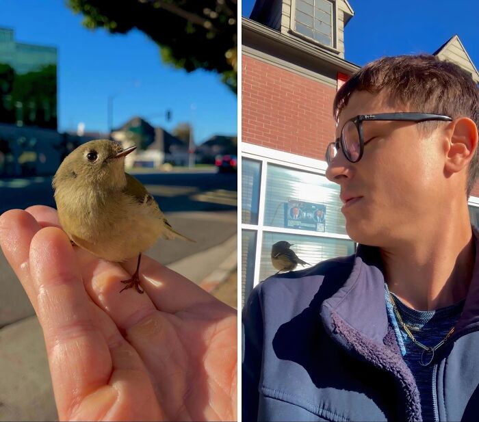 Saved a Knocked-Out Bird from Sidewalk Trouble