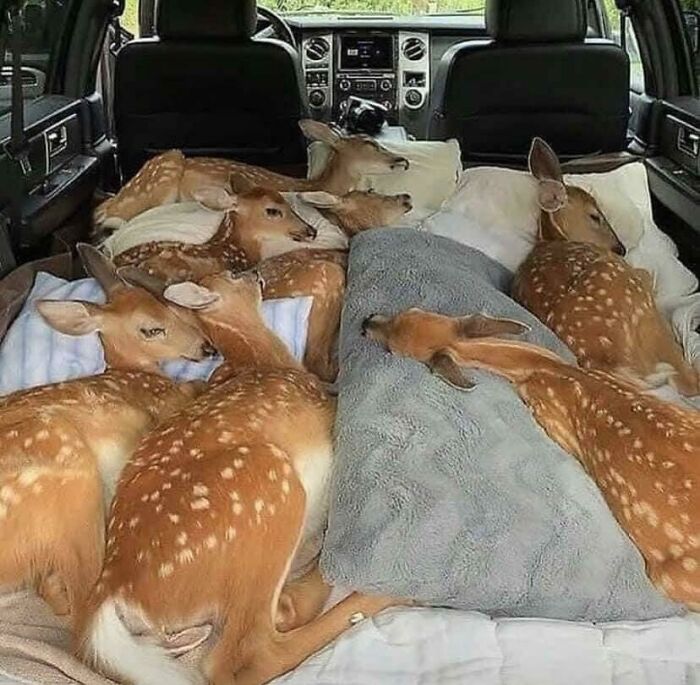 Fire Fawn Rescue and Road Trip to Safety