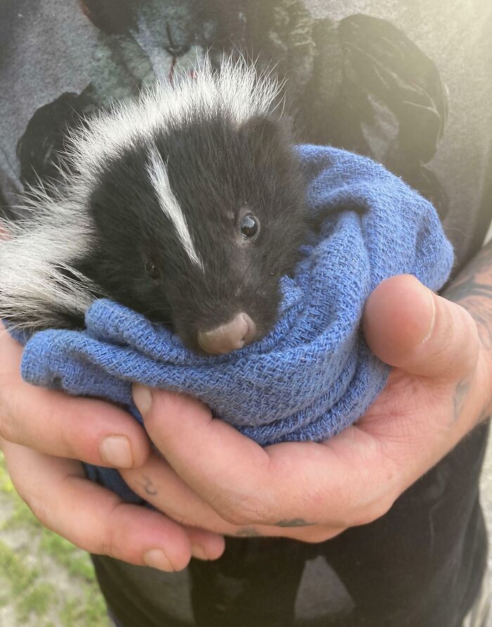 Skunk On the Road to Recovery