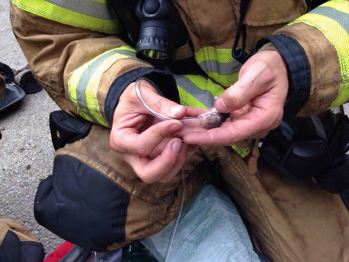 Firefighters to the Rescue: Baby Hamsters Get Oxygen Support