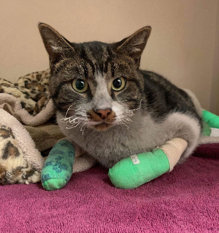 Camp Fire Cat Survivor