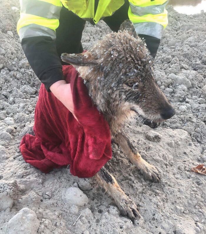Woah, That's a Wolf! Rescue Confusion Turned Happy Ending