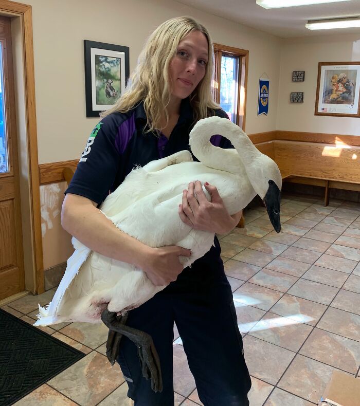 Swan Saved on the Rural Delivery Route – Favorite Rescue Ever
