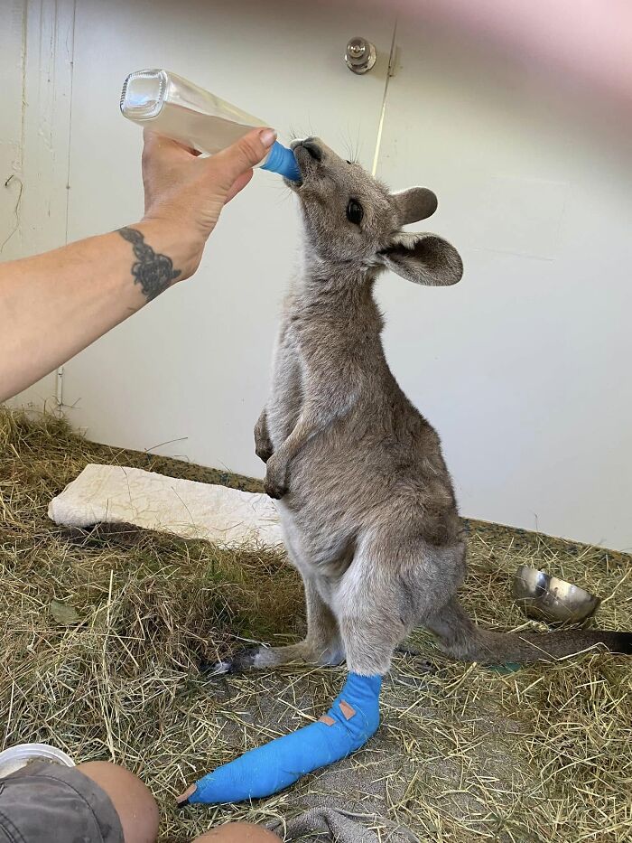 Firefighter Kangaroo Rescue—Kangaroos Can’t Thank Enough