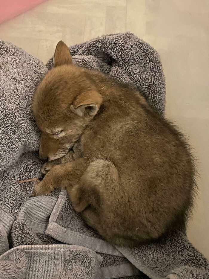 Coyote Pup Gets the Ultimate Rescue