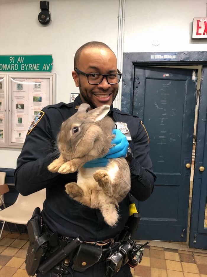 NYPD Saves a Bunny So Big You’d Think It’s a Rabbit Boss