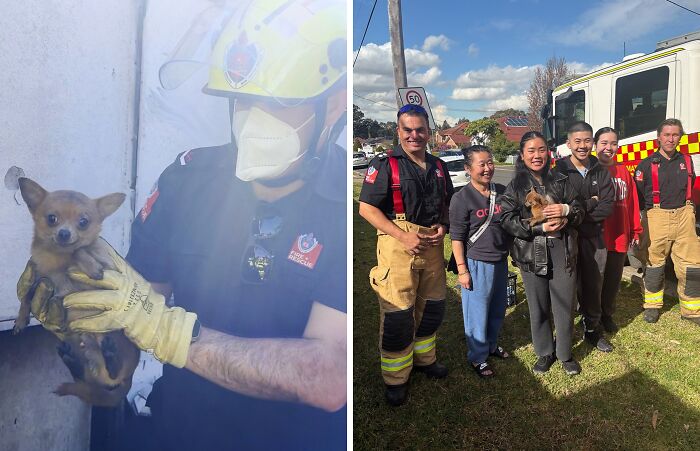 Dog Survives House Fire – Firefighters Find the Tiny Hero