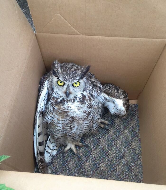 Owl Rescue: Friends with Feathers