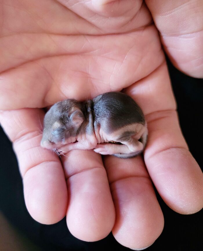 Newborn Squirrel Getting a Second Chance