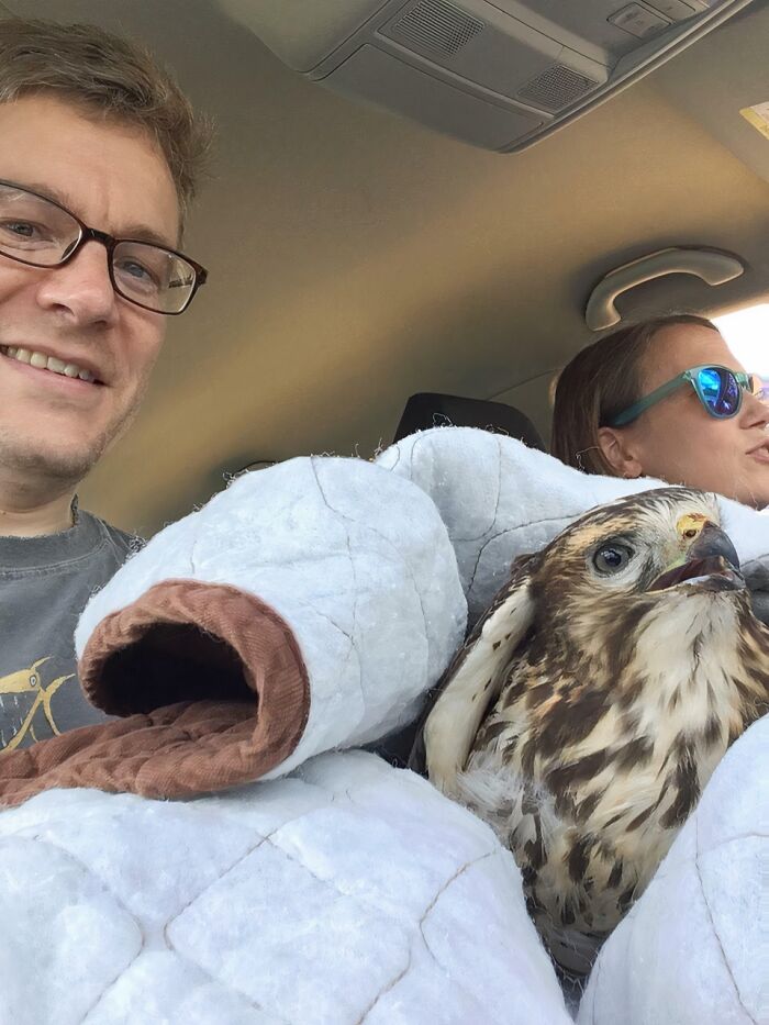 Red-Tailed Hawk Hit by Car? Rescue Saves the Day
