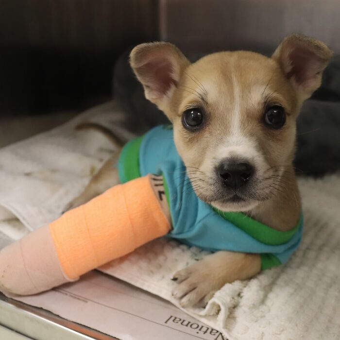 Kiki: Injured Pup Finds Safety and Healing