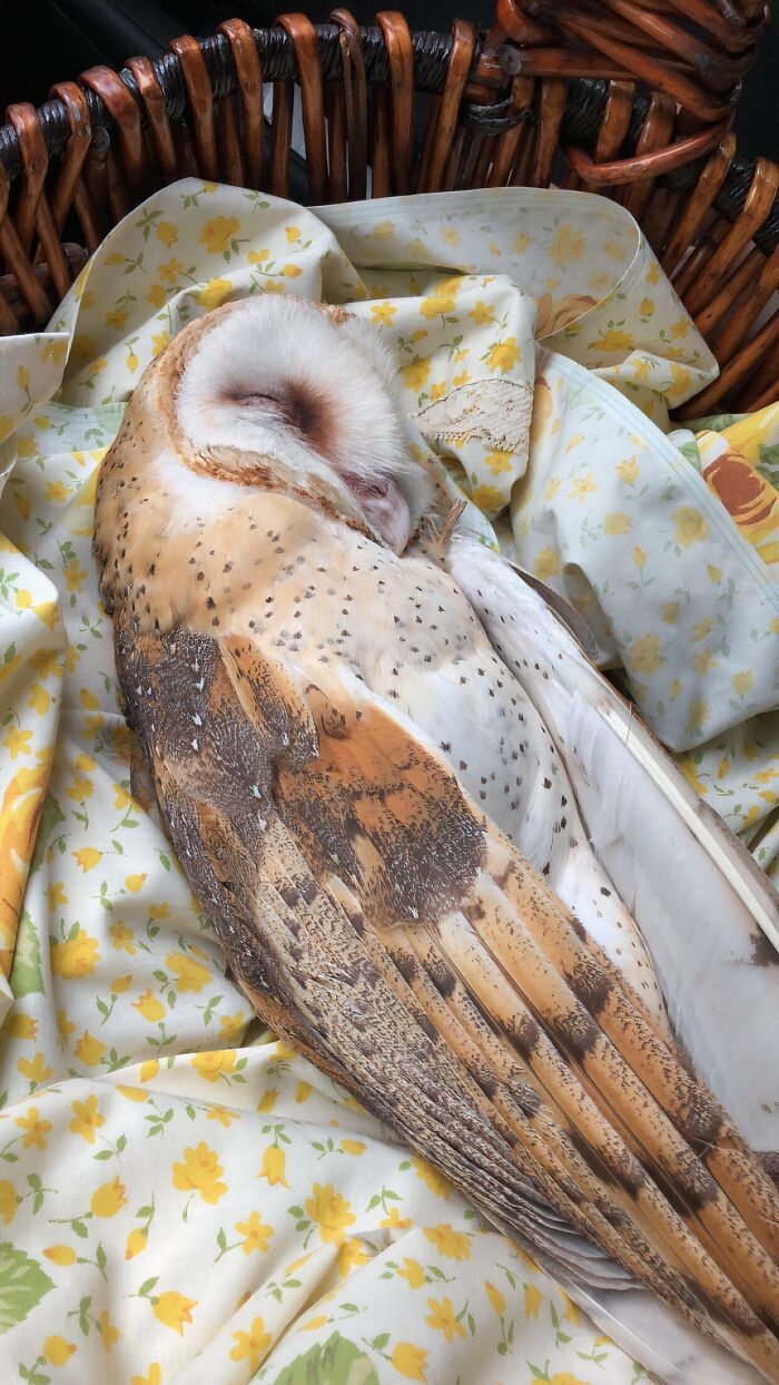Backyard Owl Rescue – Nighttime Superstar Save