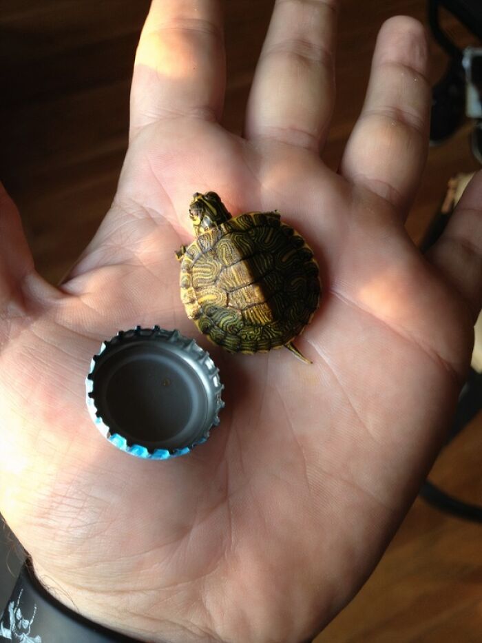 Saved 13 Baby Turtles, Meet the Smallest Superstar