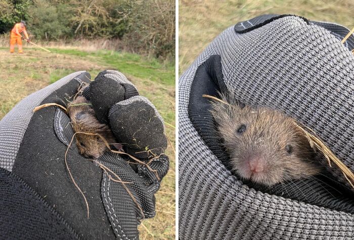 Field Vole Rescue Crew on the Job